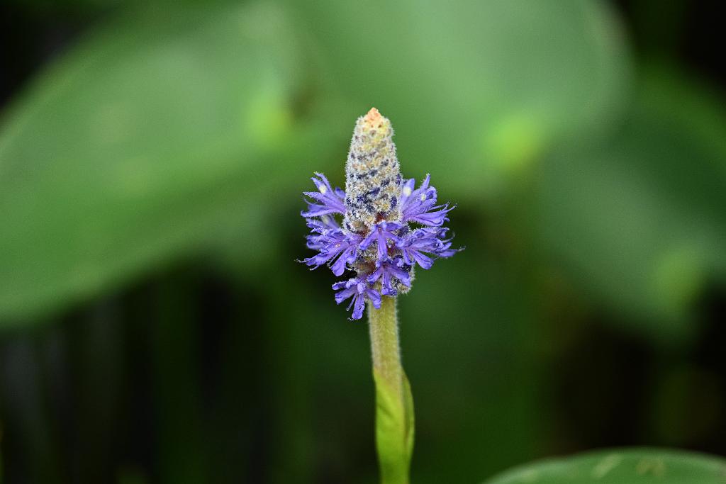 2025-07029330 Broadmoor Wildlife Sanctuary, MA.JPG - Pickerelweed. Broadmoor Wildlife Sanctuary, MA, 7-2-2025
